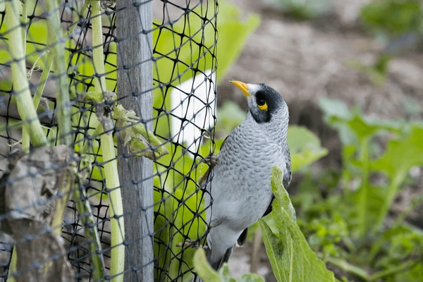 A S Bird Netting