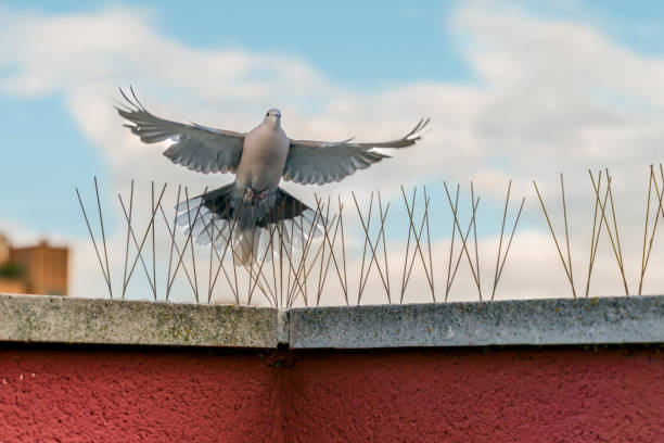 Bird Spike Installation